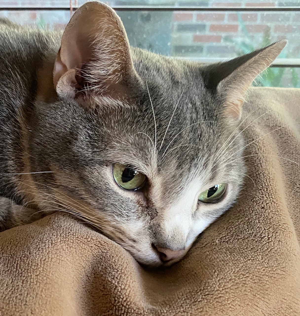My cat, Dave, he'll kill like a cat
